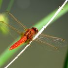 Feuerlibelle (Crocothemis erythraea), unausgefärbtes Männchen