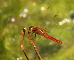 Feuerlibelle (Crocothemis erythraea), unausgefärbtes Männchen 