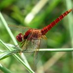 Feuerlibelle (Crocothemis erythraea), unausgefärbtes Männchen