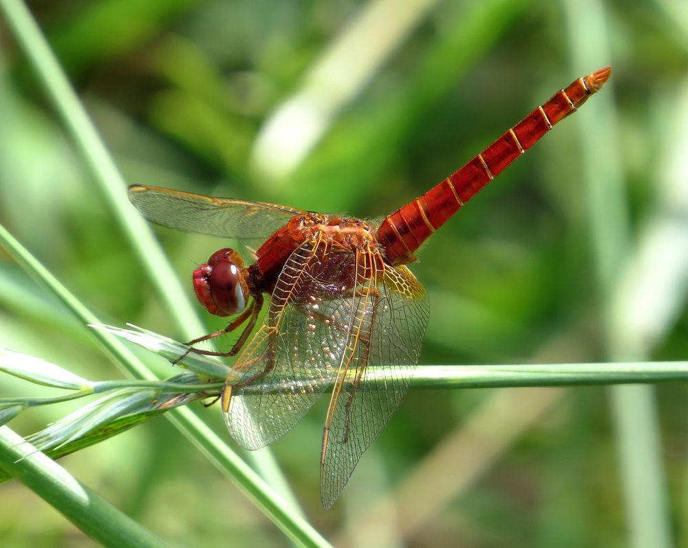 Feuerlibelle (Crocothemis erythraea), unausgefärbtes Männchen