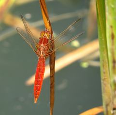 Feuerlibelle (Crocothemis erythraea), unausgefärbtes Männchen