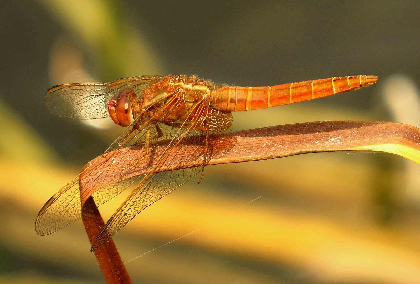 Feuerlibelle (Crocothemis erythraea), unausgefärbtes Männchen