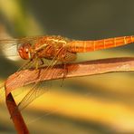 Feuerlibelle (Crocothemis erythraea), unausgefärbtes Männchen