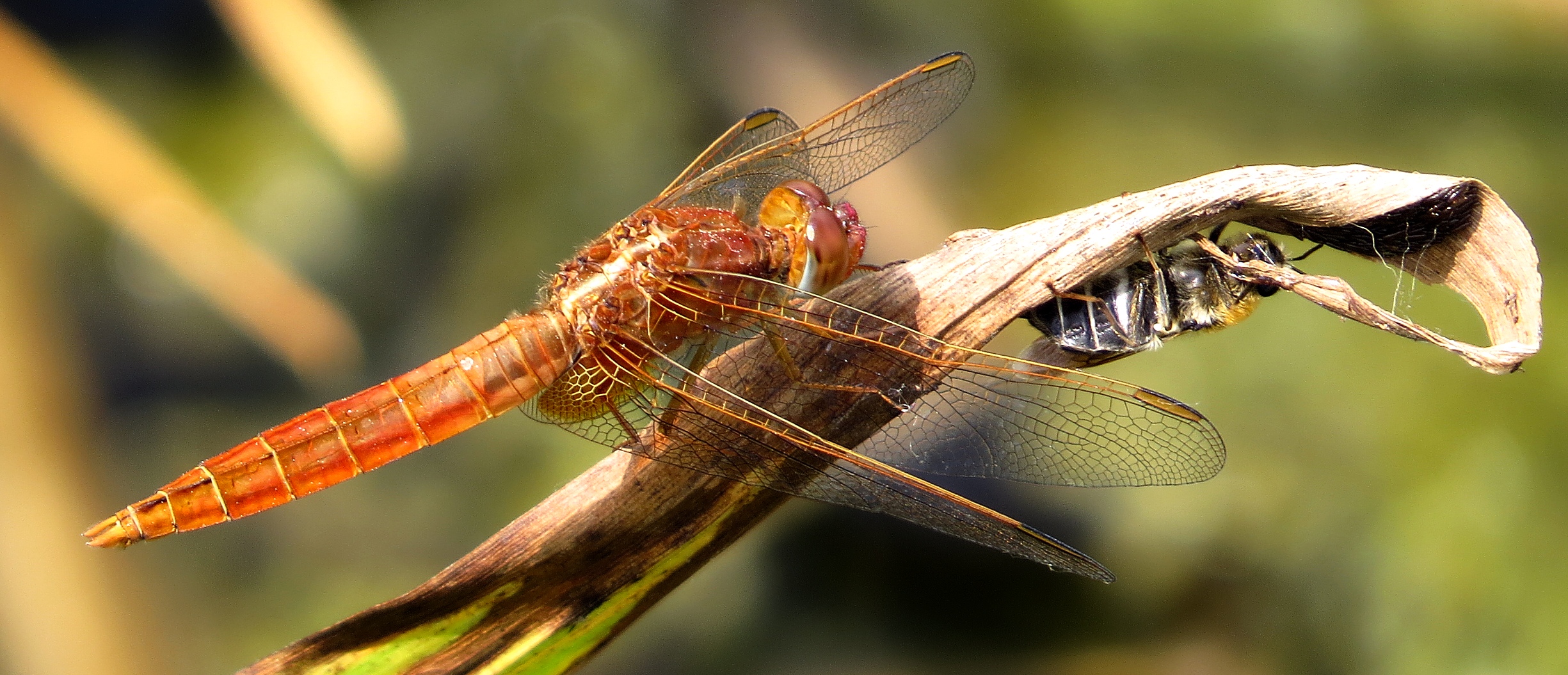 Feuerlibelle (Crocothemis erythraea), unausgefärbtes  Männchen - sicher ist sicher....