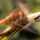 Feuerlibelle (Crocothemis erythraea), unausgefärbtes  Männchen - sicher ist sicher....