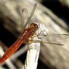 Feuerlibelle (Crocothemis erythraea), unausgefärbtes männchenfarbenes Weibchen