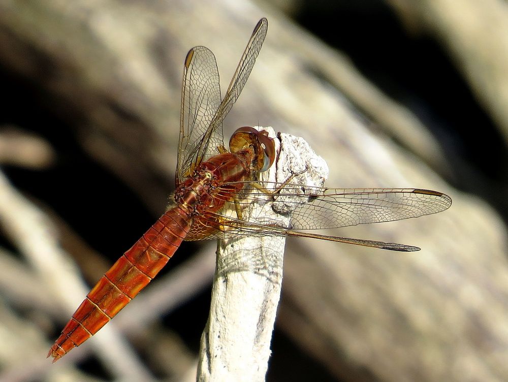 Feuerlibelle (Crocothemis erythraea), unausgefärbtes männchenfarbenes Weibchen