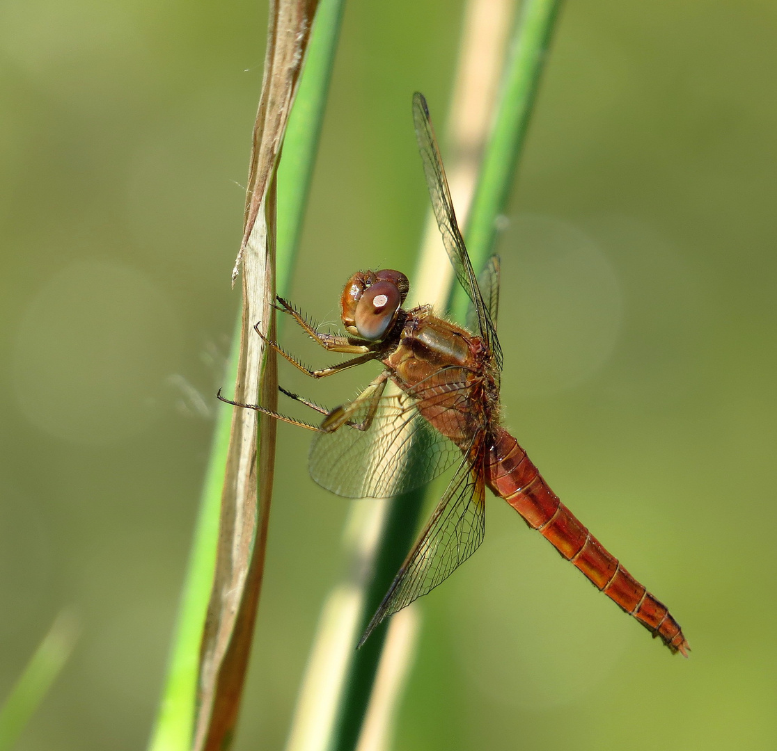 Feuerlibelle (Crocothemis erythraea), unausgefärbtes männchenfarbenes Weibchen