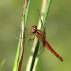 Feuerlibelle (Crocothemis erythraea), unausgefärbtes männchenfarbenes Weibchen