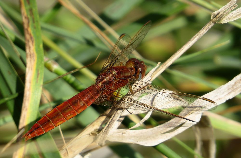 Feuerlibelle (Crocothemis erythraea), unausgefärbtes männchenfarbenes Weibchen