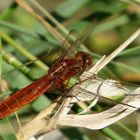 Feuerlibelle (Crocothemis erythraea), unausgefärbtes männchenfarbenes Weibchen