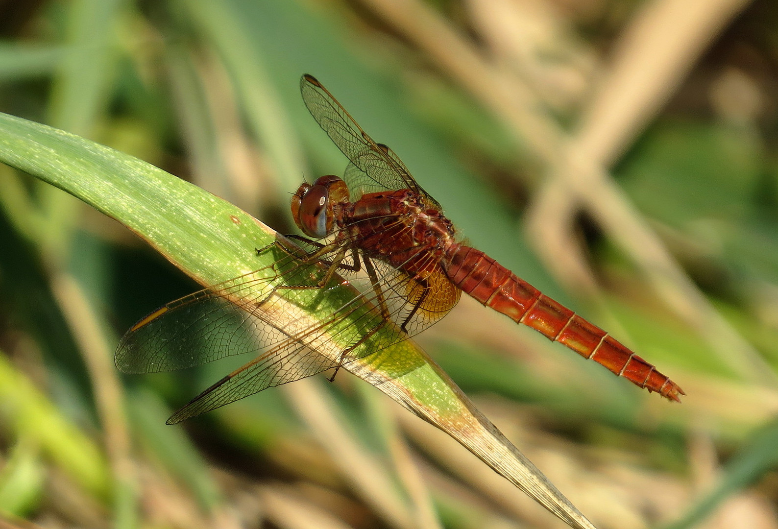 Feuerlibelle (Crocothemis erythraea), unausgefärbtes männchenfarbenes  Weibchen