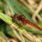 Feuerlibelle (Crocothemis erythraea), unausgefärbtes männchenfarbenes  Weibchen