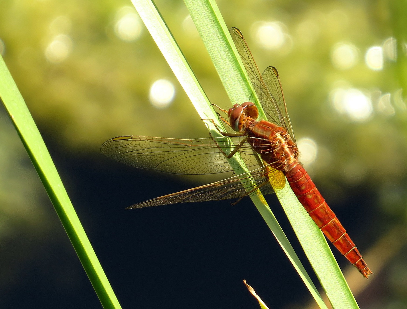 Feuerlibelle (Crocothemis erythraea), unausgefärbtes männchenfarbenes Weibchen