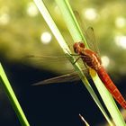 Feuerlibelle (Crocothemis erythraea), unausgefärbtes männchenfarbenes Weibchen