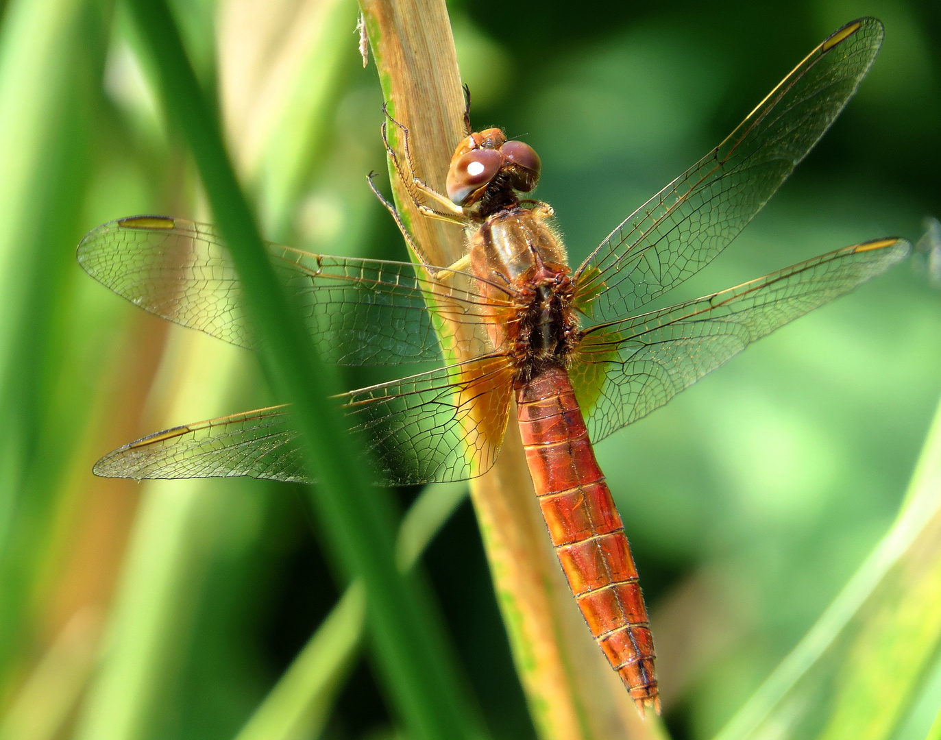 Feuerlibelle (Crocothemis erythraea), unausgefärbtes männchenfarbenes Weibchen