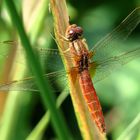 Feuerlibelle (Crocothemis erythraea), unausgefärbtes männchenfarbenes Weibchen