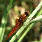 Feuerlibelle (Crocothemis erythraea), unausgefärbtes Weibchen