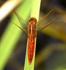 Feuerlibelle (Crocothemis erythraea), unausgefärbtes Weibchen