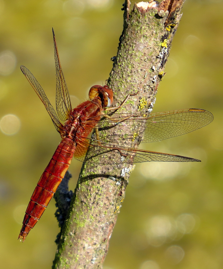 Feuerlibelle (Crocothemis erythraea), unausgefärbtes Weibchen