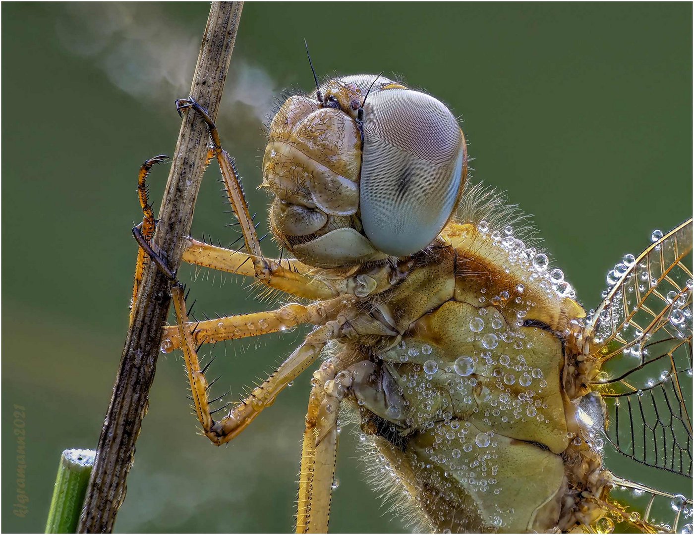 feuerlibelle (crocothemis erythraea)  w .....