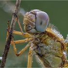 feuerlibelle (crocothemis erythraea)  w .....