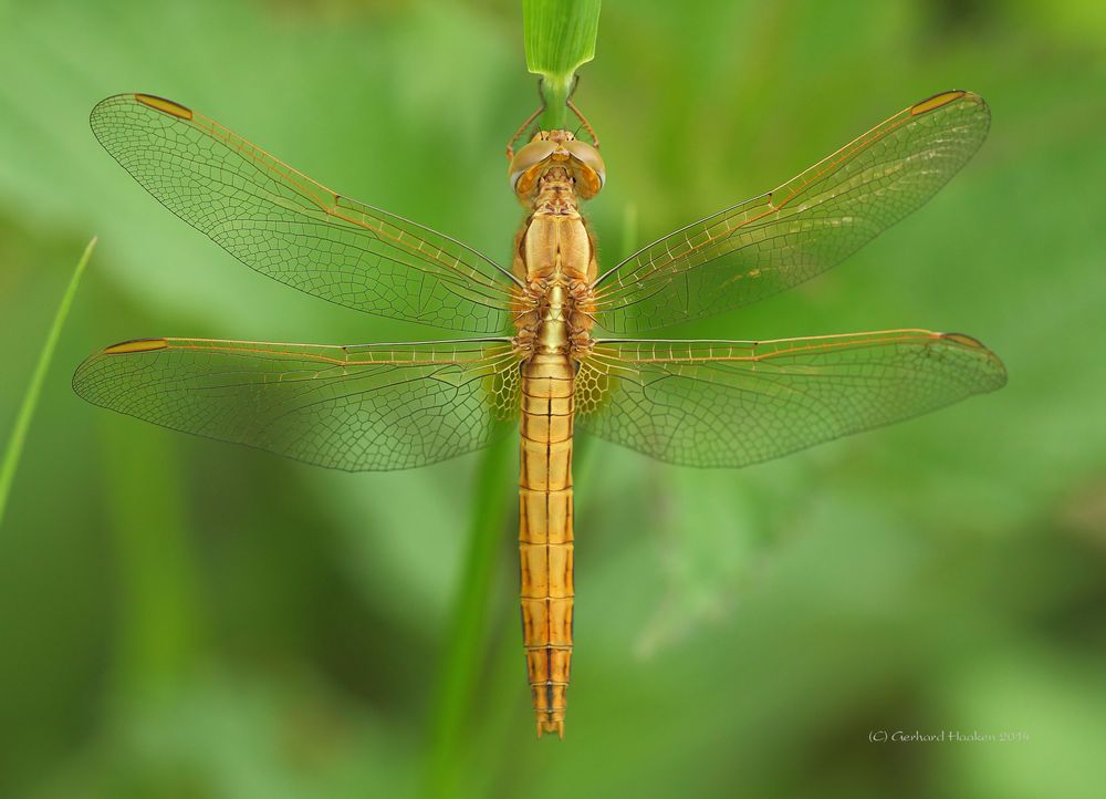 Feuerlibelle (Crocothemis erythraea) (W)