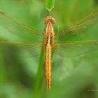 Feuerlibelle (Crocothemis erythraea) (W)