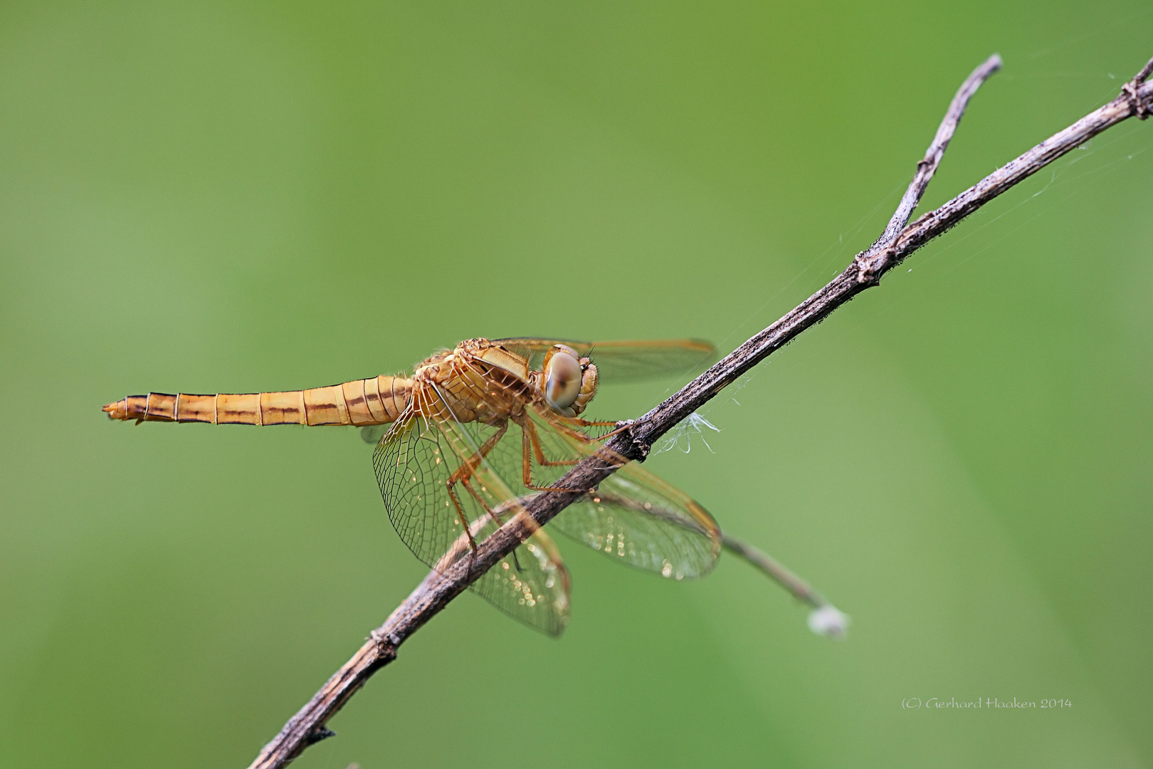 Feuerlibelle (Crocothemis erythraea) (W)