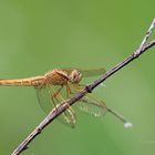 Feuerlibelle (Crocothemis erythraea) (W)