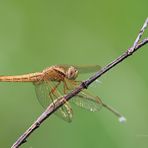 Feuerlibelle (Crocothemis erythraea) (W)