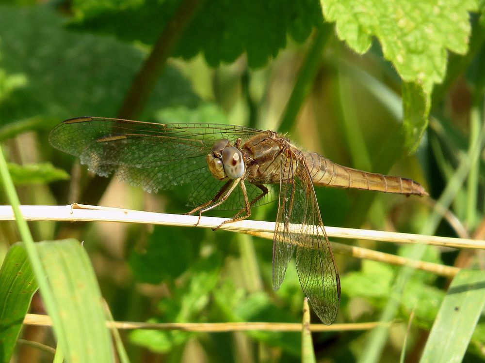 Feuerlibelle (Crocothemis erythraea), Weibchen