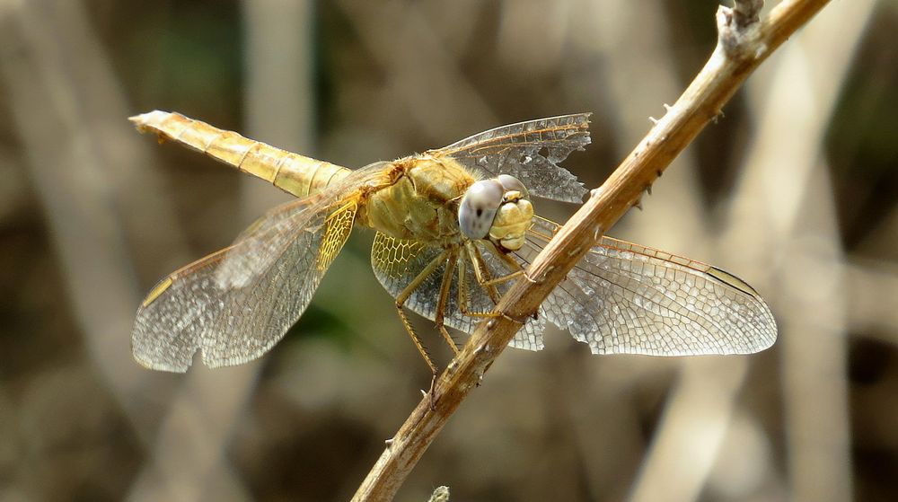 Feuerlibelle (Crocothemis erythraea), Weibchen