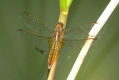 Feuerlibelle (Crocothemis erythraea), Weibchen