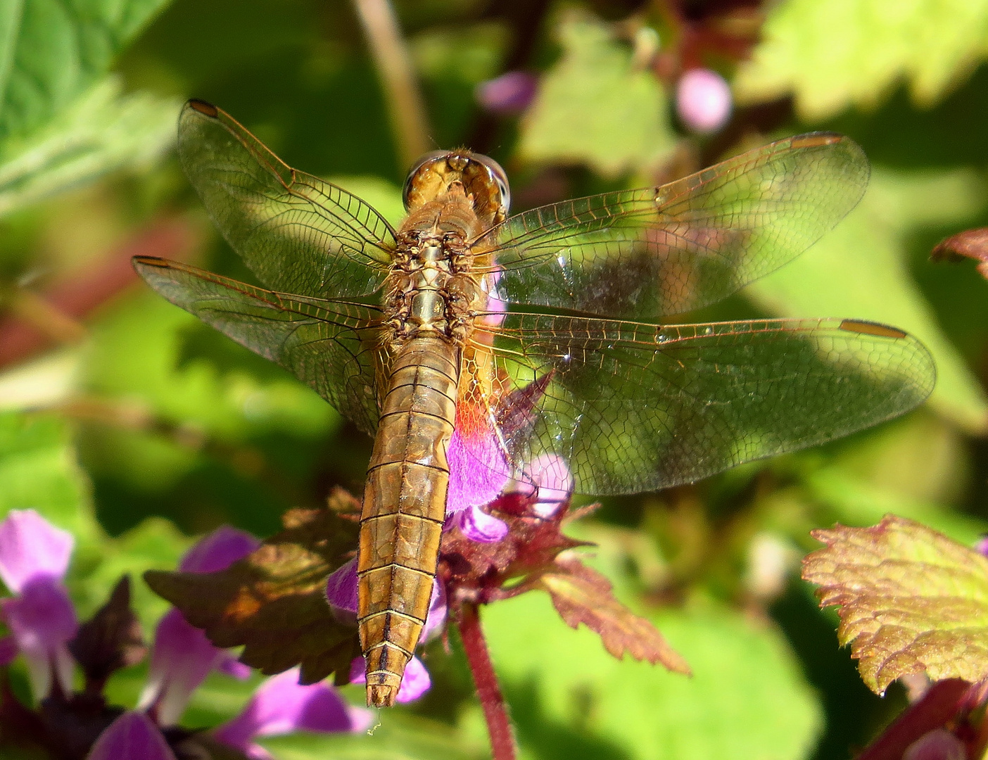 Feuerlibelle (Crocothemis erythraea), Weibchen