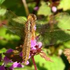 Feuerlibelle (Crocothemis erythraea), Weibchen