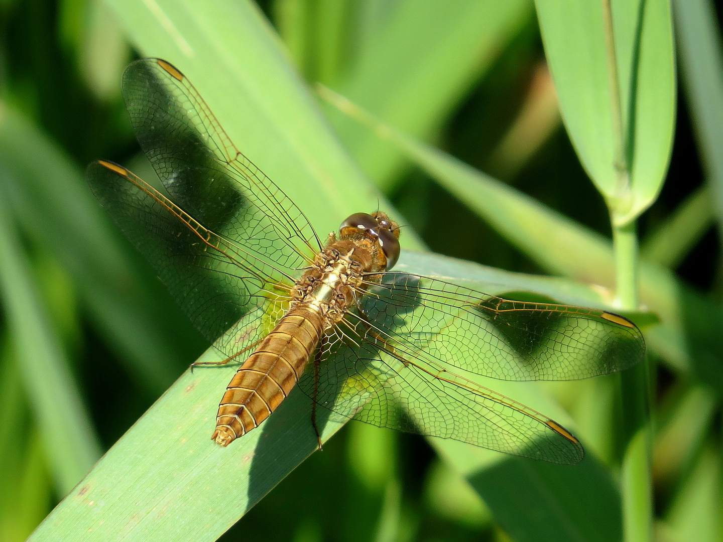 Feuerlibelle (Crocothemis erythraea), Weibchen