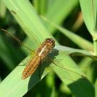 Feuerlibelle (Crocothemis erythraea), Weibchen