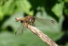 Feuerlibelle (Crocothemis erythraea), Weibchen