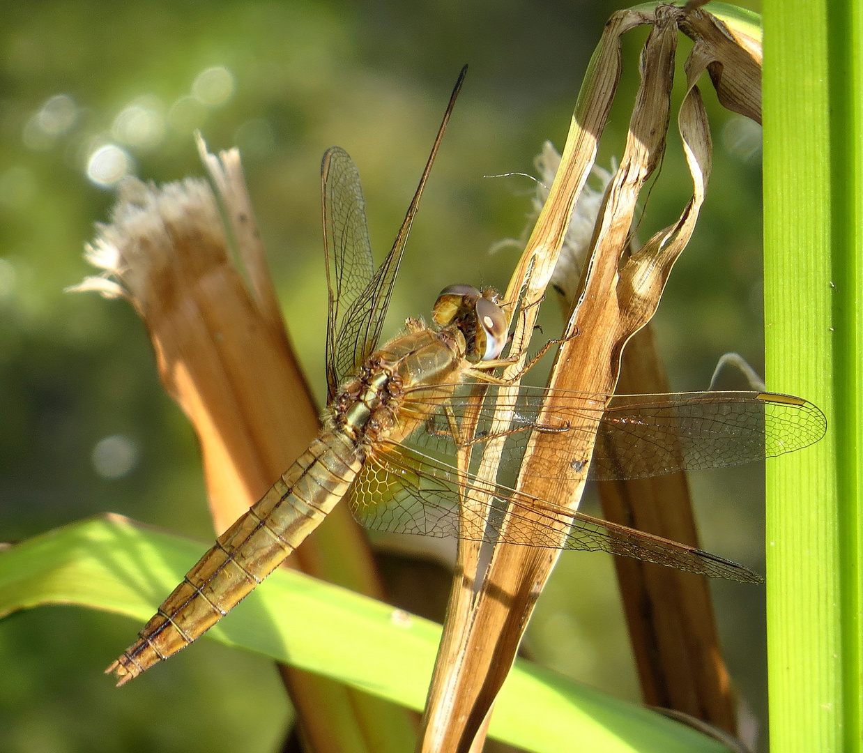 Feuerlibelle (Crocothemis erythraea), Weibchen