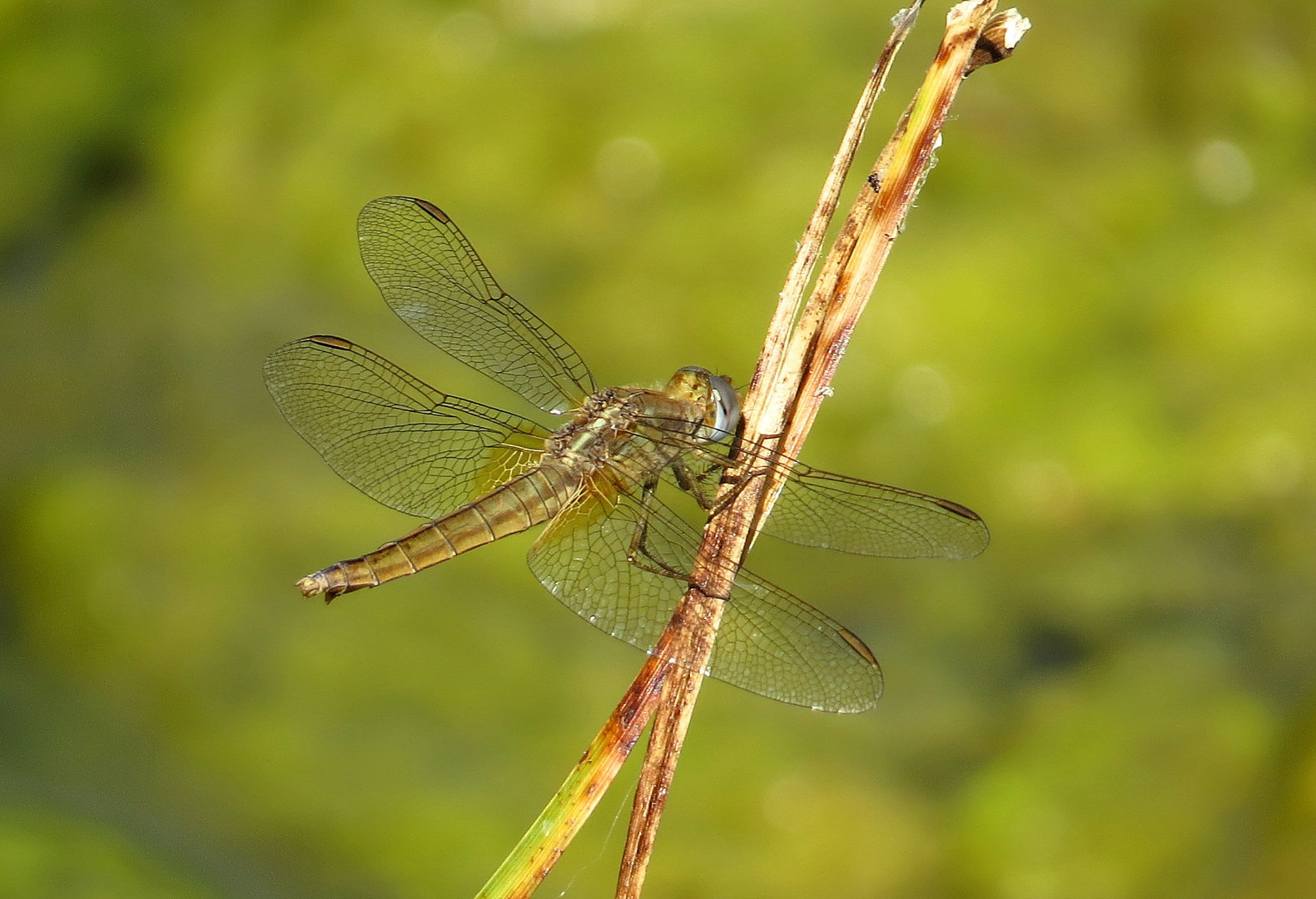 Feuerlibelle (Crocothemis erythraea), Weibchen