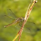 Feuerlibelle (Crocothemis erythraea), Weibchen