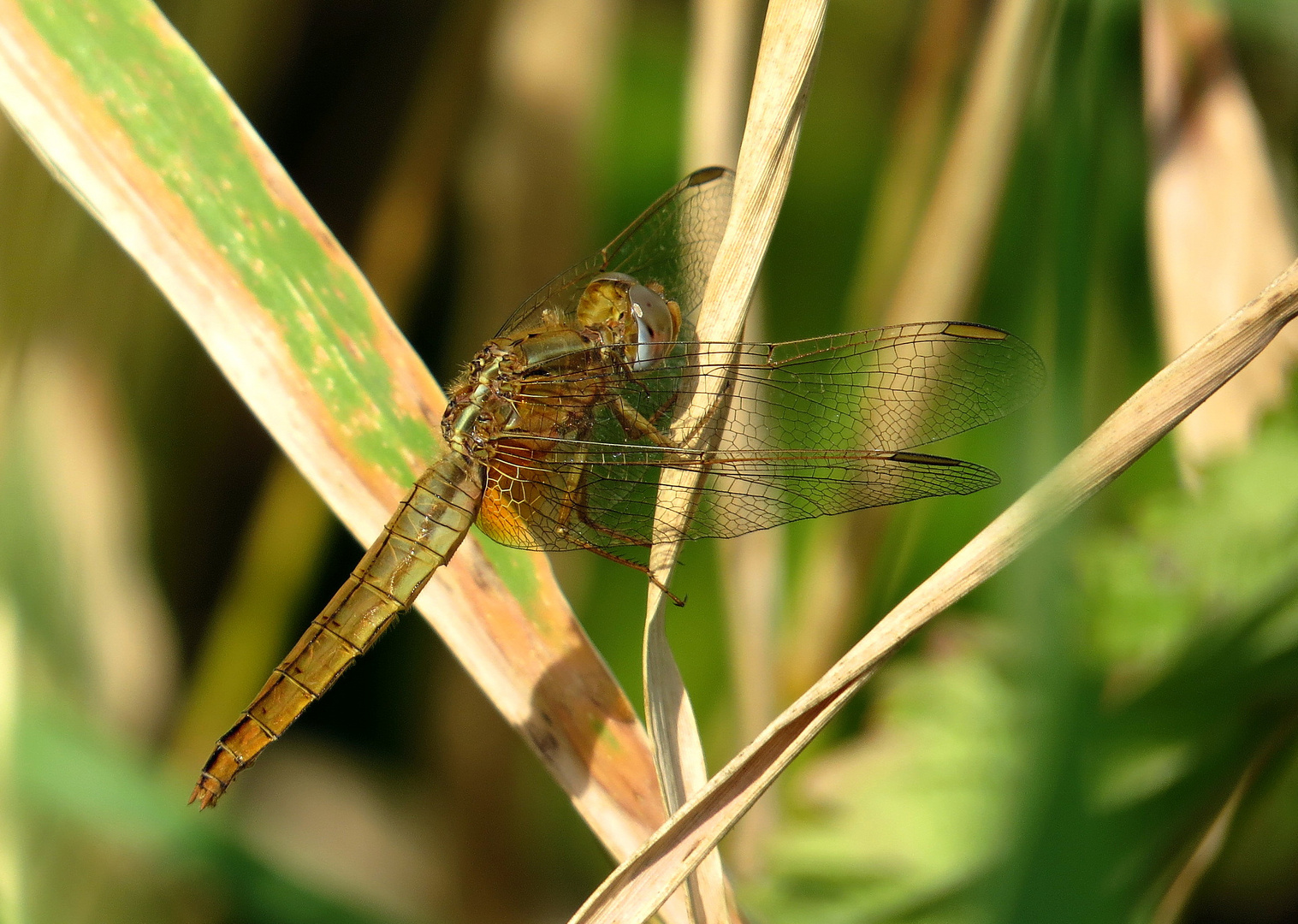 Feuerlibelle (Crocothemis erythraea), Weibchen