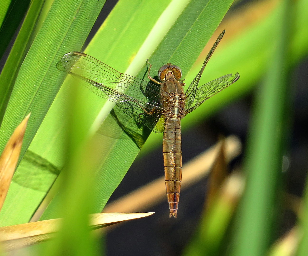 Feuerlibelle (Crocothemis erythraea), Weibchen