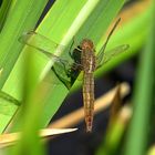 Feuerlibelle (Crocothemis erythraea), Weibchen