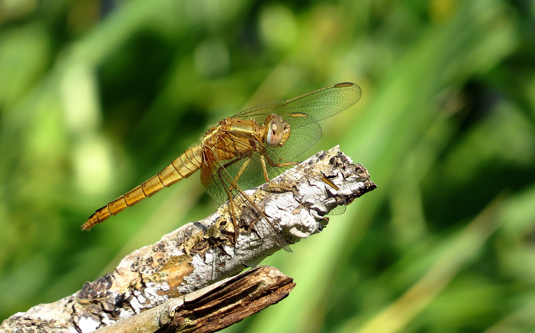 Feuerlibelle (Crocothemis erythraea), Weibchen