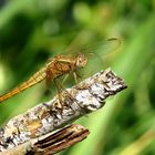 Feuerlibelle (Crocothemis erythraea), Weibchen