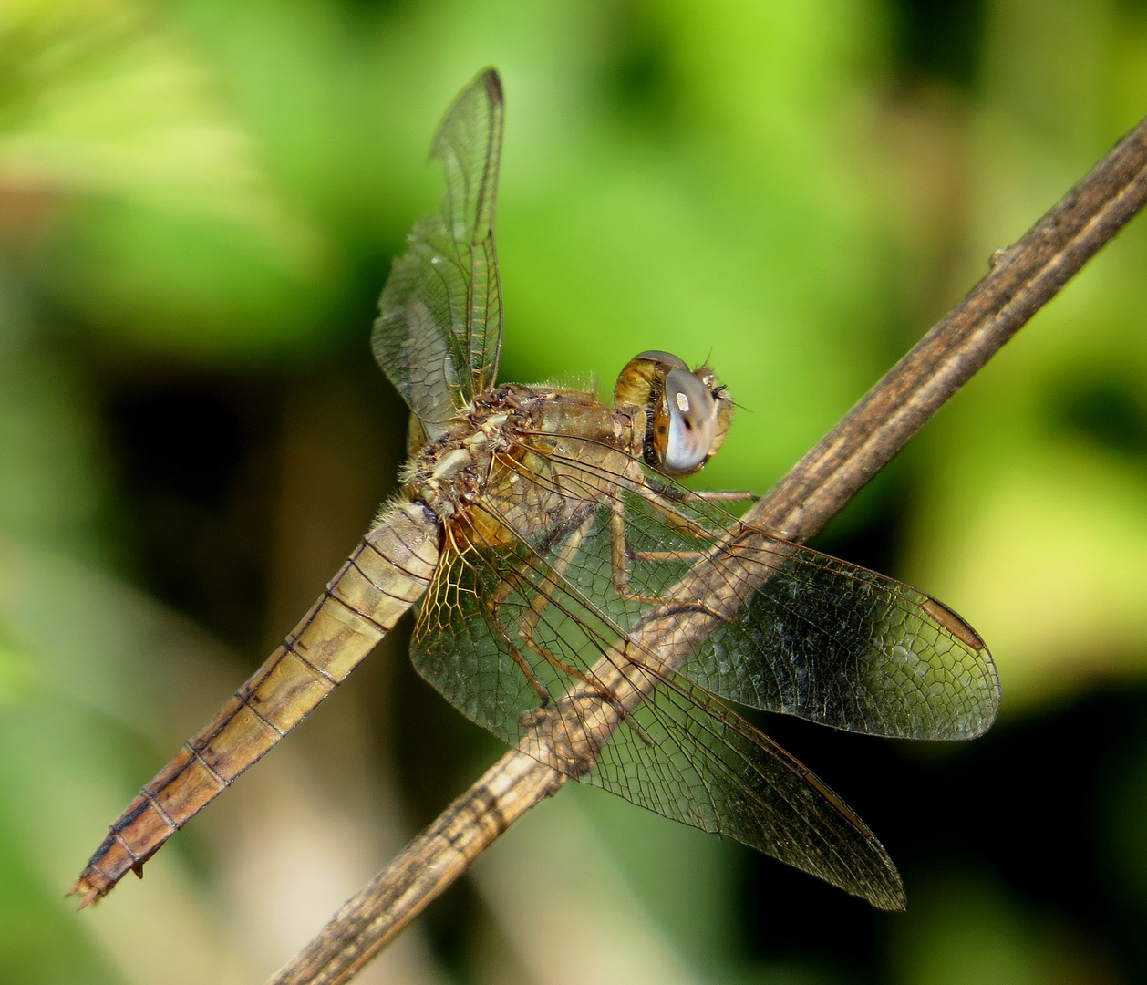 Feuerlibelle (Crocothemis erythraea), Weibchen