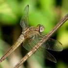 Feuerlibelle (Crocothemis erythraea), Weibchen