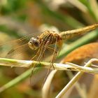 Feuerlibelle (Crocothemis erythraea), Weibchen